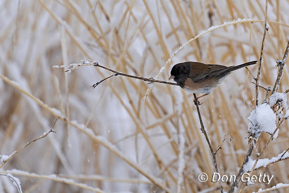Dark-eyed Junco