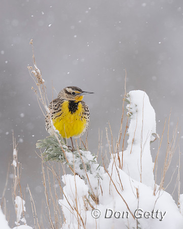 Meadowlark