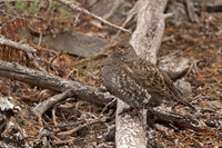 Dusky Grouse