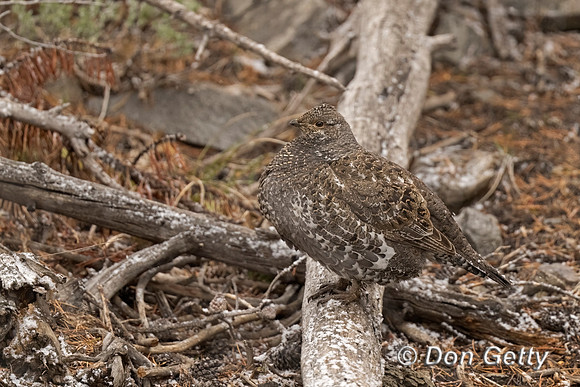 Dusky Grouse