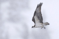 Osprey