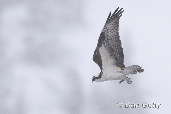 Osprey