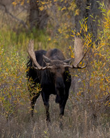 Bull Moose