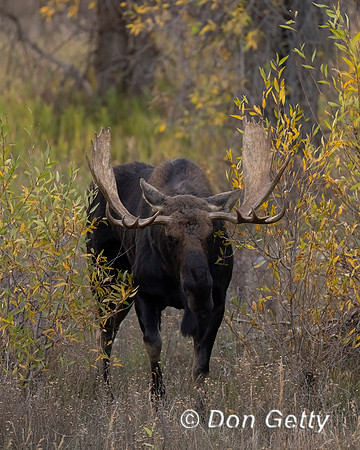 Bull Moose