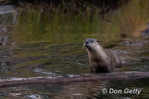 River Otter