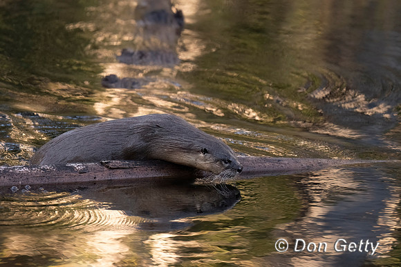 River Otter