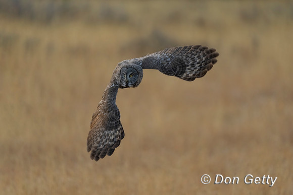 Great Gray Owl