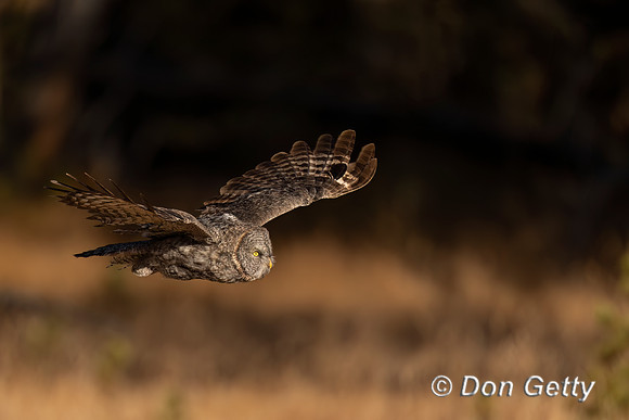 Great Gray Owl