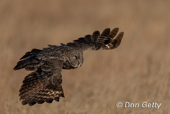 Great Gray Owl