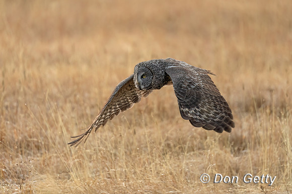 Great Gray Owl