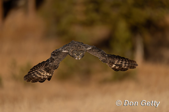 Great Gray Owl