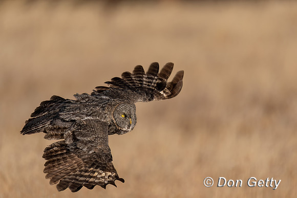 Great Gray Owl