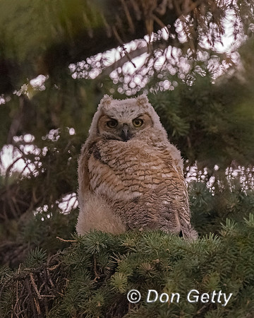 Great Horned Owl