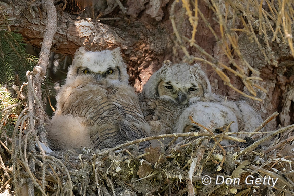 Great Horned Owl