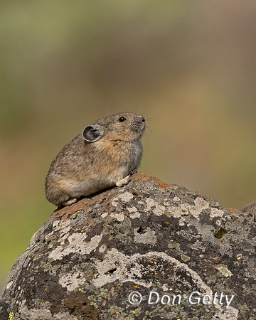 Pika