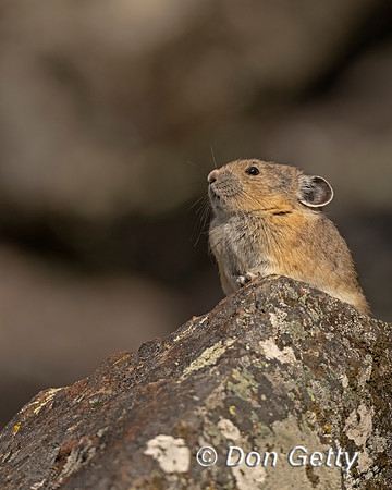 Pika