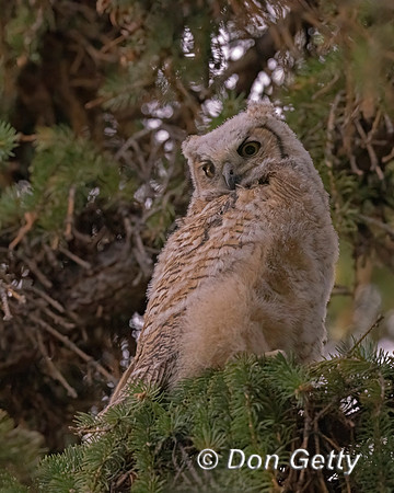 Great Horned Owl