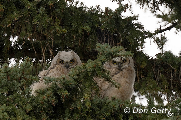 Great Horned Owl