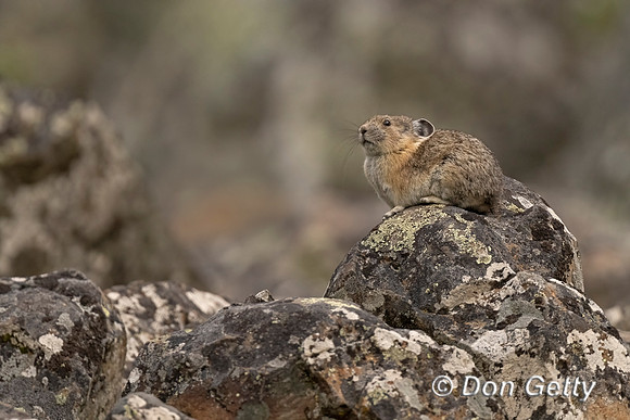 Pika