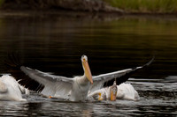 American White Pelican