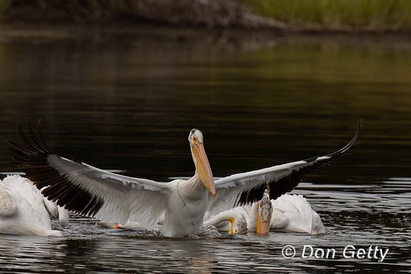 American White Pelican