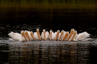 American White Pelican