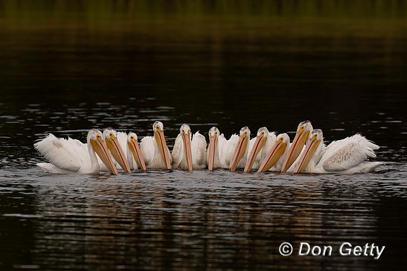 American White Pelican
