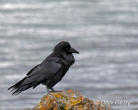 Common Raven