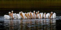 American White Pelican