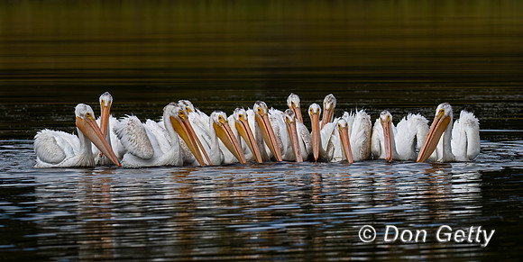 American White Pelican