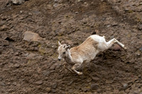 Bighorn Sheep