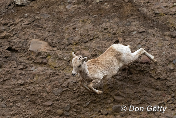 Bighorn Sheep