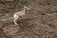 Bighorn Sheep