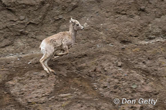 Bighorn Sheep