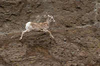 Bighorn Sheep