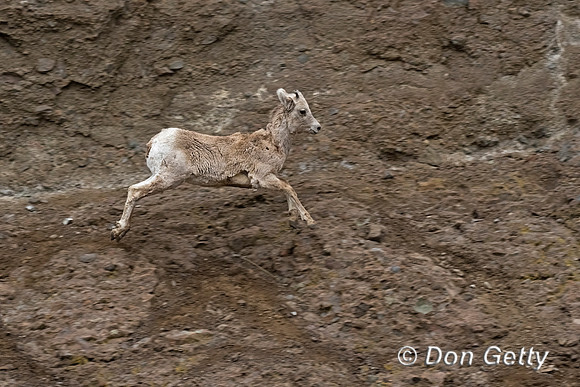 Bighorn Sheep