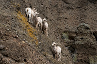 Bighorn Sheep