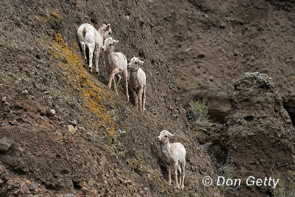 Bighorn Sheep