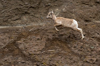 Bighorn Sheep