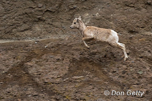 Bighorn Sheep