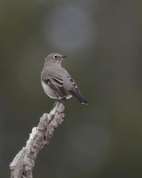 Townsend's Solitaire