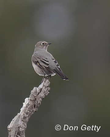 Townsend's Solitaire