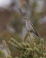 Townsend's Solitaire