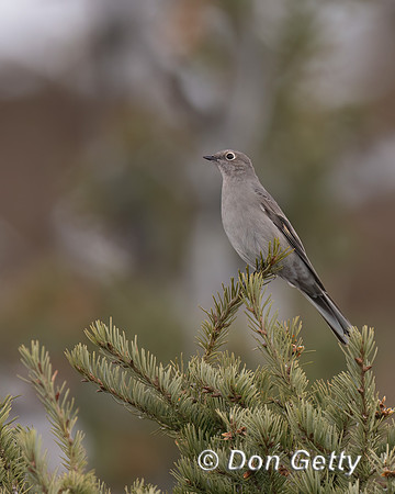 Townsend's Solitaire