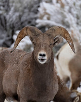 Bighorn Sheep