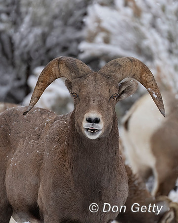 Bighorn Sheep