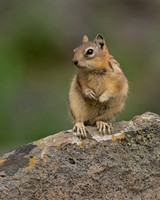 Golden-mantled Ground Squirrel
