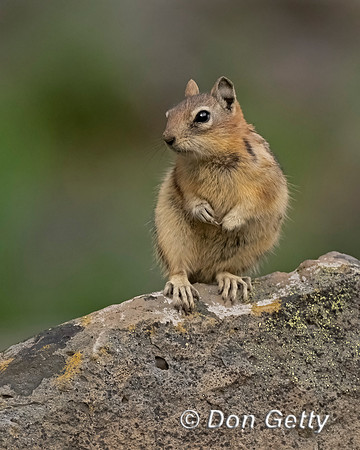 Golden-mantled Ground Squirrel