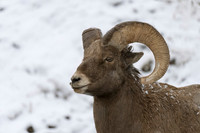 Bighorn Sheep