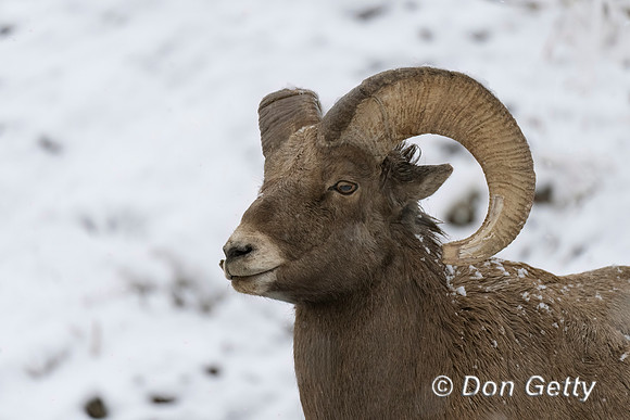 Bighorn Sheep